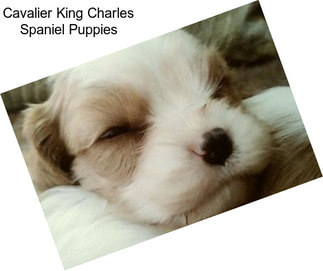 Cavalier King Charles Spaniel Puppies