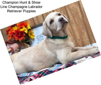 Champion Hunt & Show Line Champagne Labrador Retriever Puppies
