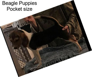 Beagle Puppies Pocket size