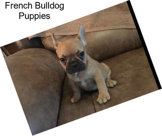 French Bulldog Puppies