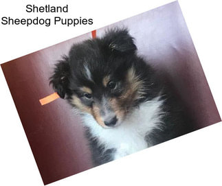 Shetland Sheepdog Puppies