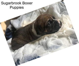 Sugarbrook Boxer Puppies