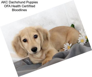 AKC Dachshund Puppies OFA Health Certifited Bloodlines