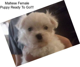 Maltese Female Puppy Ready To Go!!!