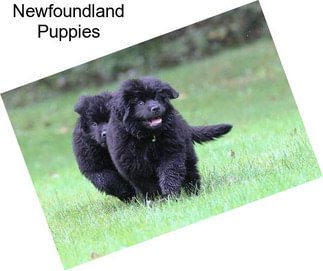 Newfoundland Puppies