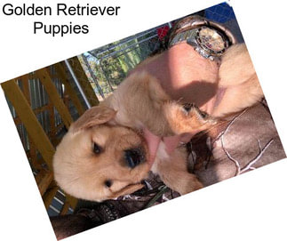 Golden Retriever Puppies