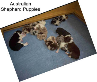 Australian Shepherd Puppies