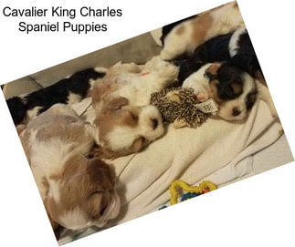 Cavalier King Charles Spaniel Puppies