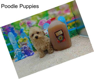 Poodle Puppies