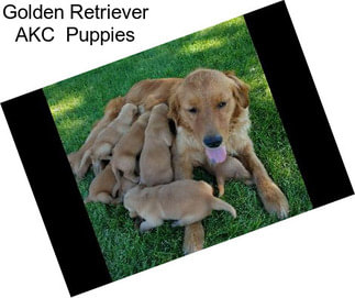 Golden Retriever AKC  Puppies