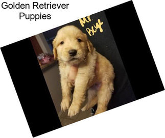 Golden Retriever Puppies