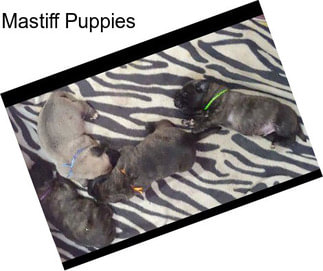 Mastiff Puppies