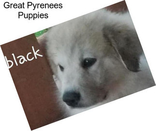 Great Pyrenees Puppies