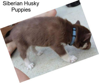 Siberian Husky Puppies