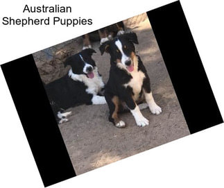 Australian Shepherd Puppies