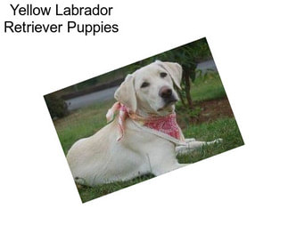 Yellow Labrador Retriever Puppies