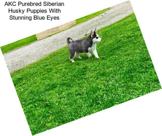 AKC Purebred Siberian Husky Puppies With Stunning Blue Eyes
