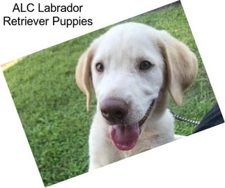 ALC Labrador Retriever Puppies