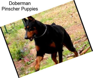 Doberman Pinscher Puppies