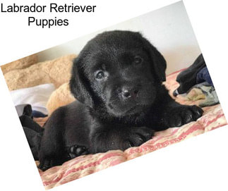 Labrador Retriever Puppies