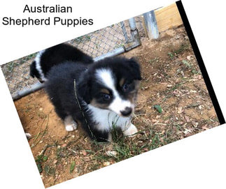 Australian Shepherd Puppies