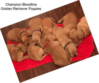 Champion Bloodline Golden Retriever Puppies