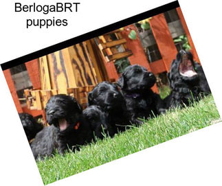 BerlogaBRT puppies