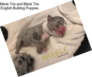 Merle Tris and Black Tris English Bulldog Puppies