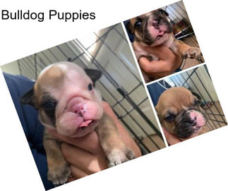 Bulldog Puppies