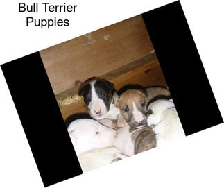 Bull Terrier Puppies