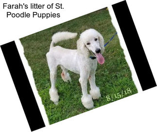 Farah\'s litter of St. Poodle Puppies