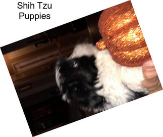 Shih Tzu Puppies