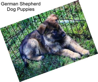 German Shepherd Dog Puppies