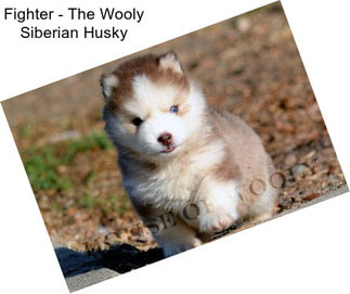 Fighter - The Wooly Siberian Husky