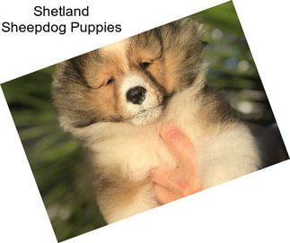 Shetland Sheepdog Puppies