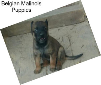 Belgian Malinois Puppies