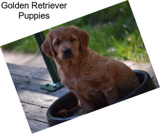 Golden Retriever Puppies