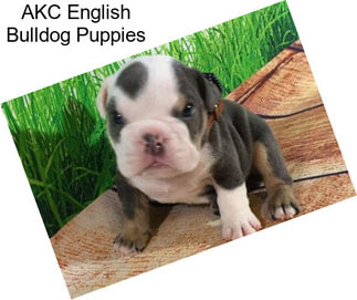 AKC English Bulldog Puppies
