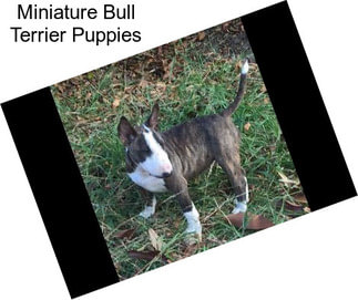 Miniature Bull Terrier Puppies