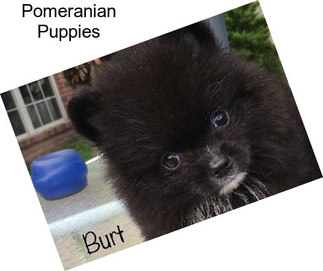 Pomeranian Puppies