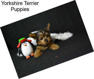 Yorkshire Terrier Puppies