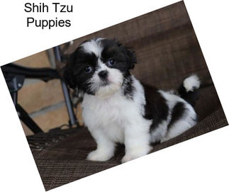 Shih Tzu Puppies