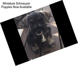 Miniature Schnauzer Puppies Now Available