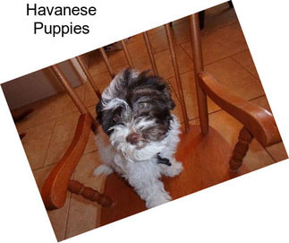 Havanese Puppies