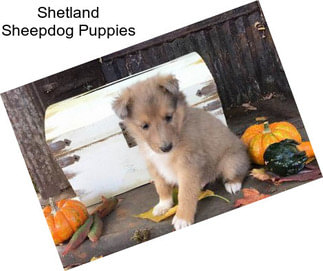 Shetland Sheepdog Puppies