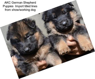 AKC German Shepherd Puppies  Import titled lines from show/working dog