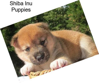 Shiba Inu Puppies