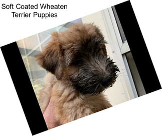 Soft Coated Wheaten Terrier Puppies