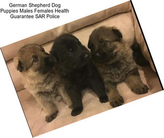 German Shepherd Dog Puppies Males Females Health Guarantee SAR Police