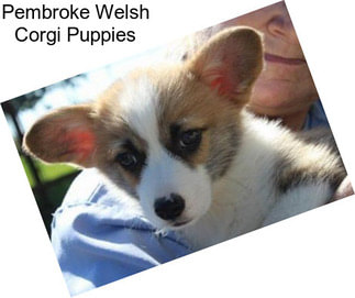 Pembroke Welsh Corgi Puppies